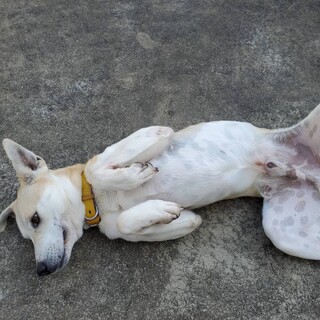 【里親決定】ありがとうございました！