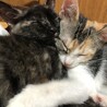 5ヶ月さびちゃん サムネイル2