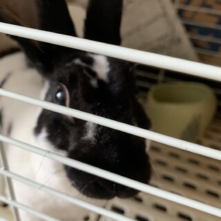 ミニレッキス5ヶ月