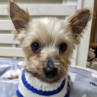 厚沢部（あっさぶ）とっても穏やかヨーキー男子