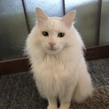 里親募集中
