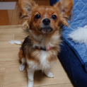 パピチワ そあちゃん 飼育放棄 生後８ヶ月