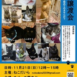 猫の譲渡会