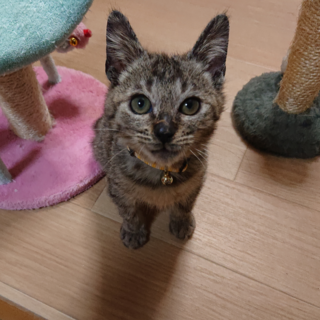 人慣れ抜群！子猫のもっち君 生後３ヶ月