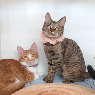 文句までもが愛おしいランタンとお幸せに❤️