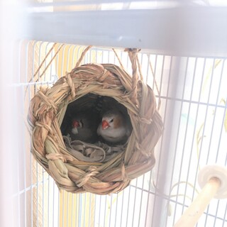 キンカチョウ　ペア募集