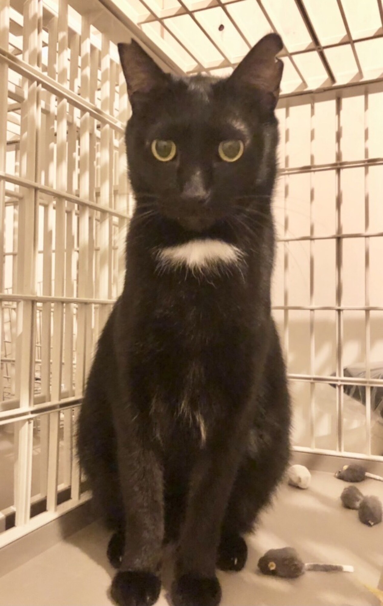 4歳 人が大好き黒猫 ム」大阪府 - 猫の里親募集(392406) :: ペット 