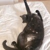 5歳4ヶ月　人が大好き黒猫　ムータンくん サムネイル2