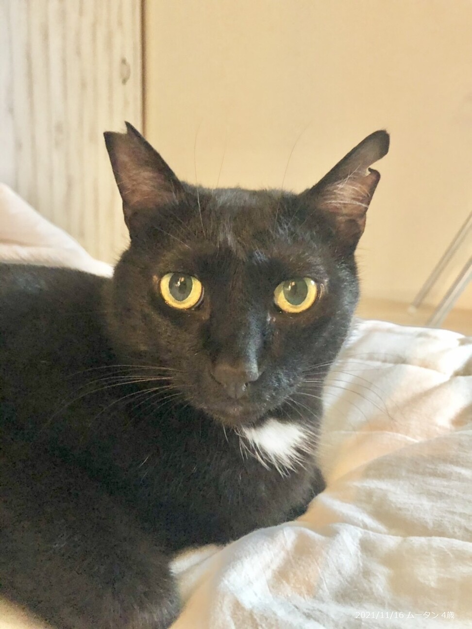 4歳 人が大好き黒猫 ム」大阪府 - 猫の里親募集(392406) :: ペット 