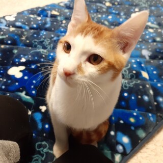 ベタベタゴロゴロ甘えん坊のリタ君