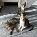仲良し可愛い３兄妹♡