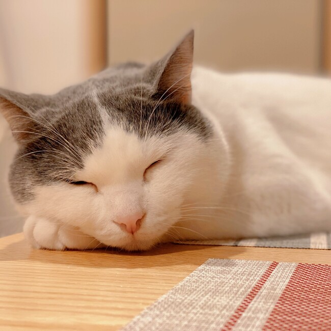 angomameのカバー写真