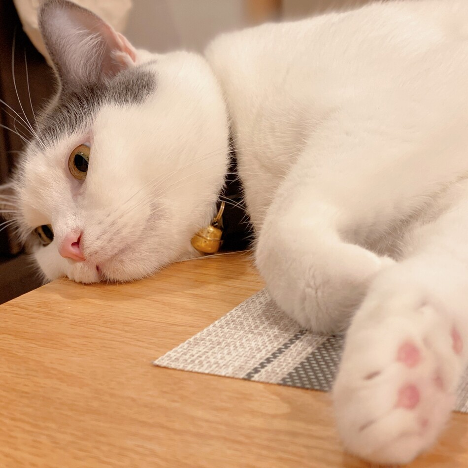 あんこのカバー写真