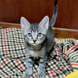 只今２ヶ月!バス停に捨てられていた4兄弟キジ♂