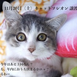 ＊キャットソシオン譲渡会＊第117回