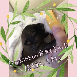 DogRibbon倉敷さんを応援してね？！