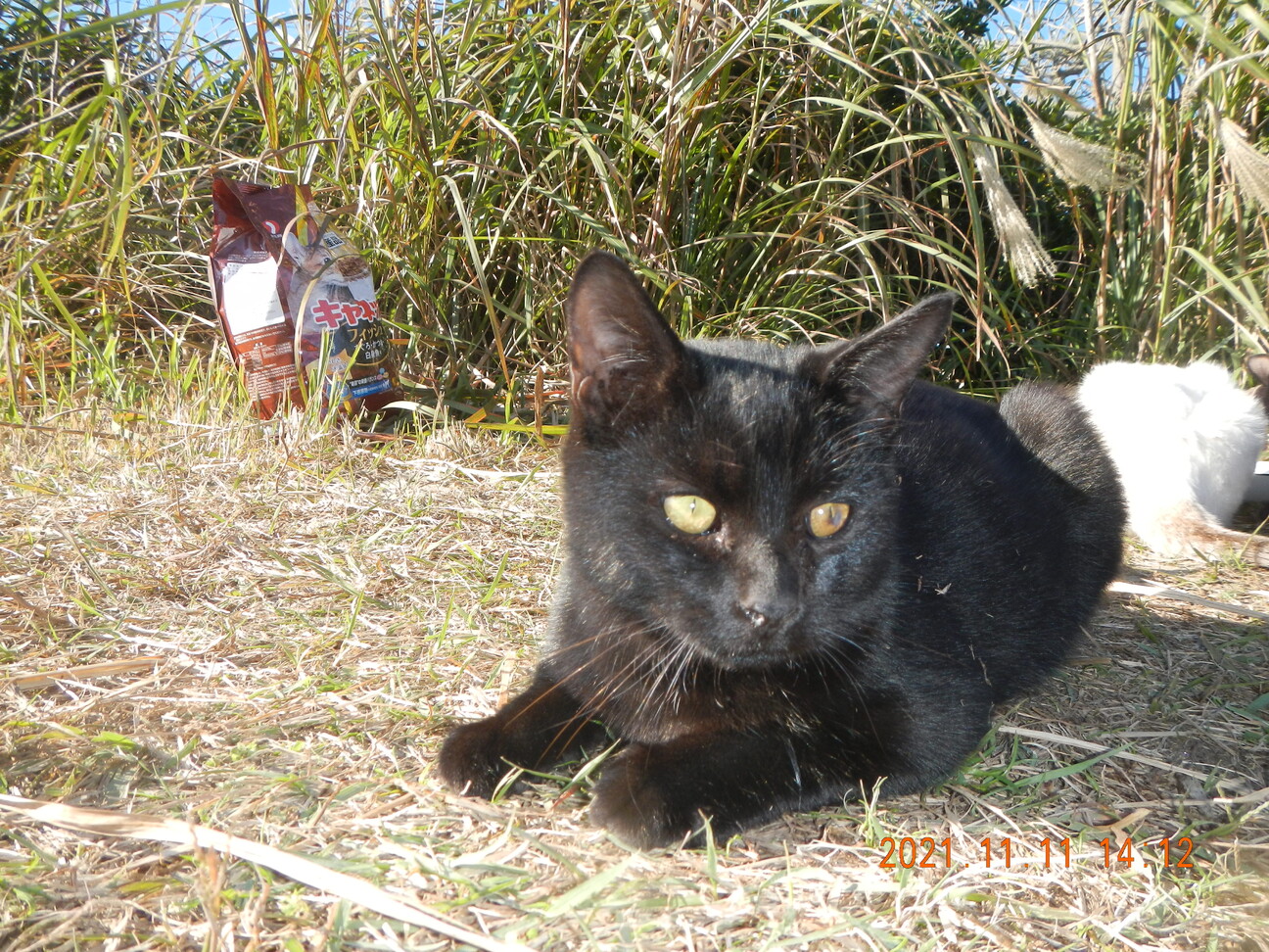 浜で生まれた雄の黒ちゃん 千葉県 猫の里親募集 ペットのおうち 月間利用者150万人