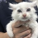 美形野良ママから産まれたゴージャス君