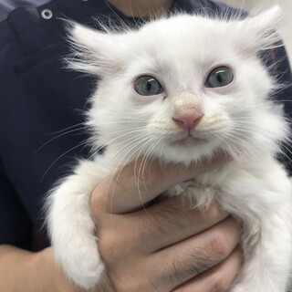 美形野良ママから産まれたゴージャス君