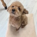 トイプードルの男の子☆アプリコット