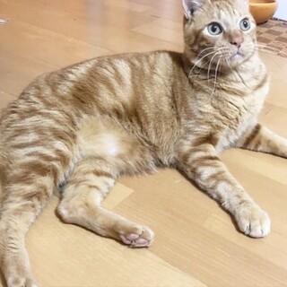 不器用な大きめボーイ★修造