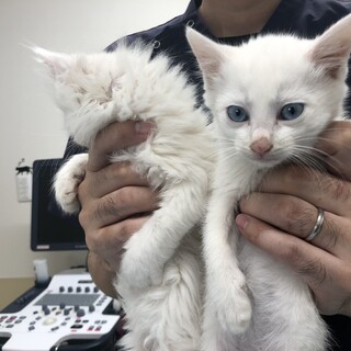 美形野良ママから生まれたブルーアイの女の子