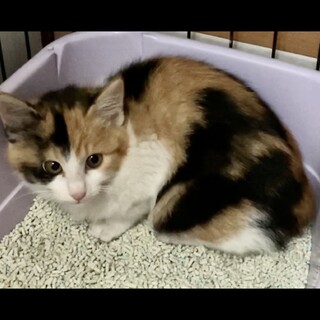 ミケの子猫の里親さんになってくれる方を募集します！