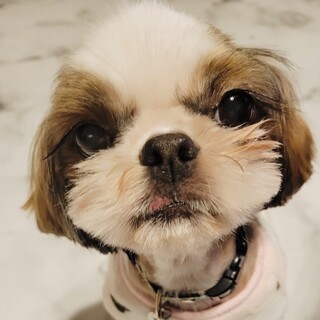 全力アピールで甘えちゃう❤︎美人さんのなつめちゃん