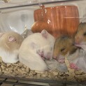 カラーハムスターの赤ちゃん