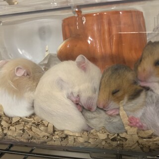 カラーハムスターの赤ちゃん