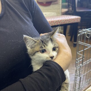 とても美人さんな白キジいくらちゃん