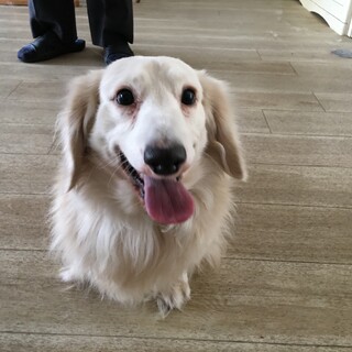 里親決定。3歳Mダックスのポコ君