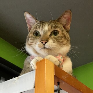 ボブテイルが可愛い☆ひまわり