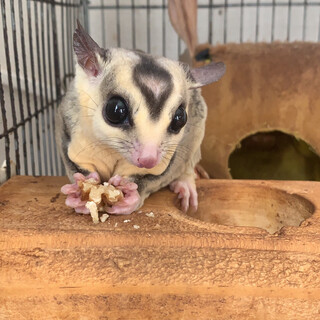 フクロモモンガのオス二匹の里親募集しております。