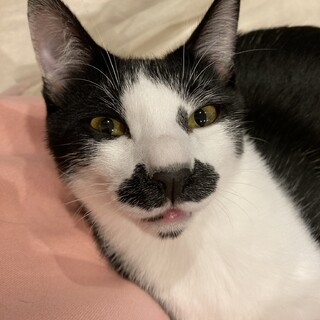 【シャロン】元気いっぱいな甘えん坊さん