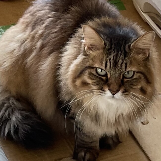 市原わん・にゃん会のカバー写真