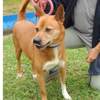 ミックス男の子７歳　 マックスくん