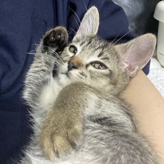 【お見合い随時】アビシニアン風お膝大好き