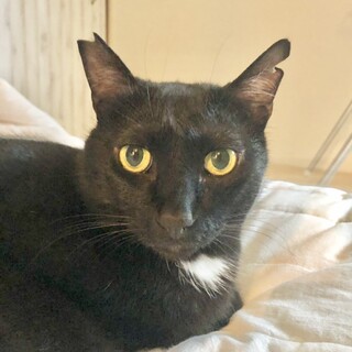 5歳4ヶ月　人が大好き黒猫　ムータンくん