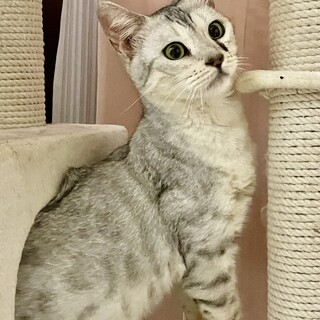 人馴れバッチリベンガルの女の子！