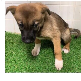 里親決定しました。