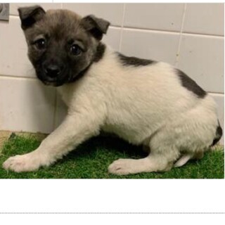 里親決定しました。