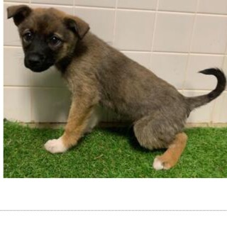 里親決定しました。