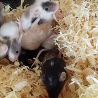 再募集、パンダ柄や色々なカラーマウスベビー