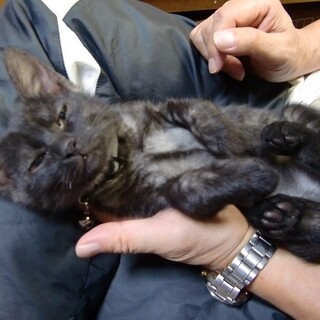 抱っこ大好き人慣れ黒君