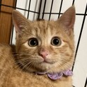 家猫修行中の茶トラ女子、みかんです！