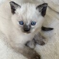 優しい　里親さん　募集