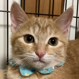 ゆずと一緒に迎えてね。かりんです！