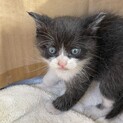 トライアル予定です。優しい　里親さん　募集