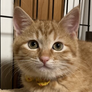 かりんと一緒に迎えてね、ゆずです！